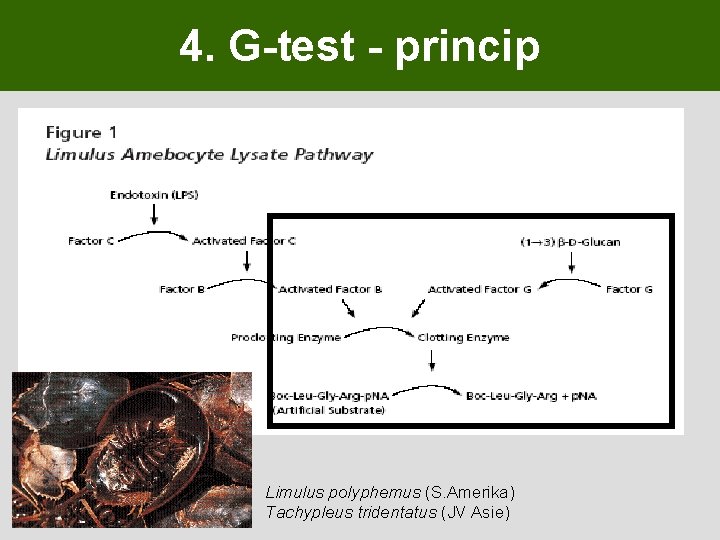 4. G-test - princip Limulus polyphemus (S. Amerika) Tachypleus tridentatus (JV Asie) 