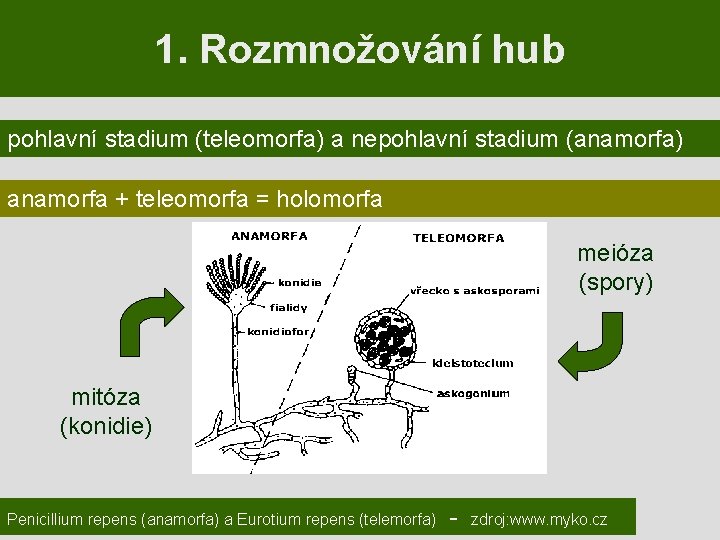 1. Rozmnožování hub pohlavní stadium (teleomorfa) a nepohlavní stadium (anamorfa) anamorfa + teleomorfa =