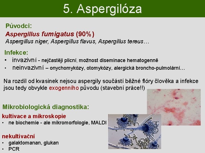 5. Aspergilóza Původci: Aspergillus fumigatus (90%) Aspergillus niger, Aspergillus flavus, Aspergillus tereus… Infekce: •