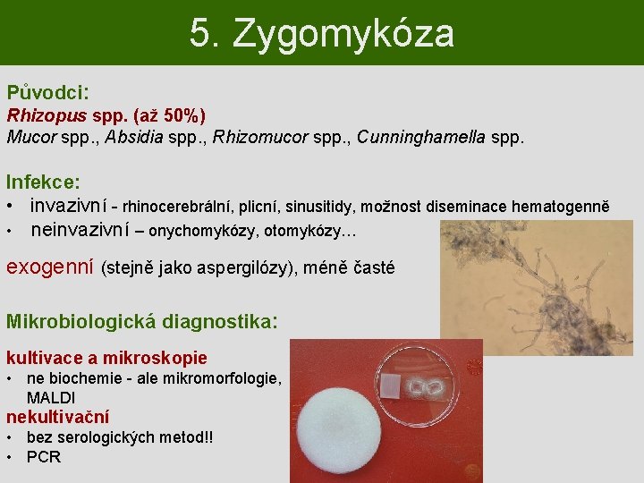 5. Zygomykóza Původci: Rhizopus spp. (až 50%) Mucor spp. , Absidia spp. , Rhizomucor