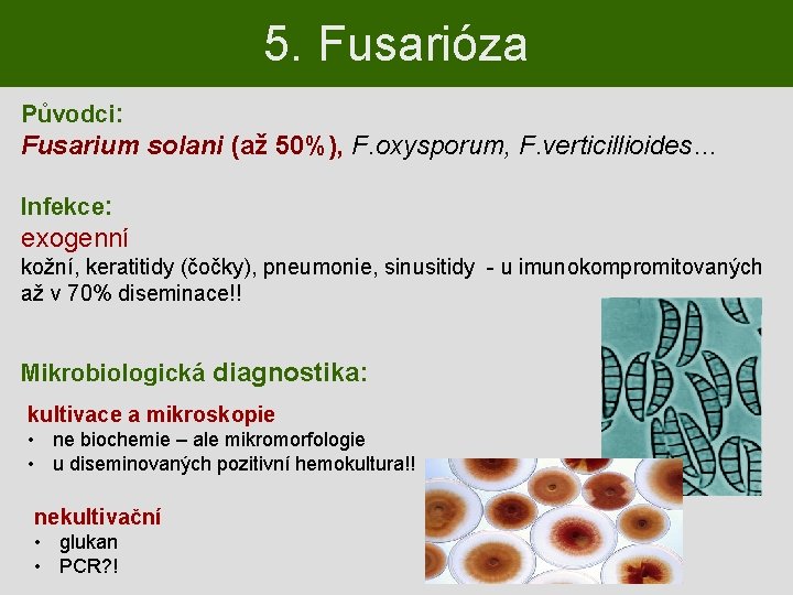 5. Fusarióza Původci: Fusarium solani (až 50%), F. oxysporum, F. verticillioides… Infekce: exogenní kožní,