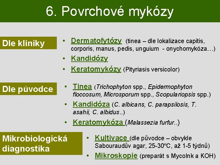 6. Povrchové mykózy Dle kliniky • Dermatofytózy (tinea – dle lokalizace capitis, corporis, manus,