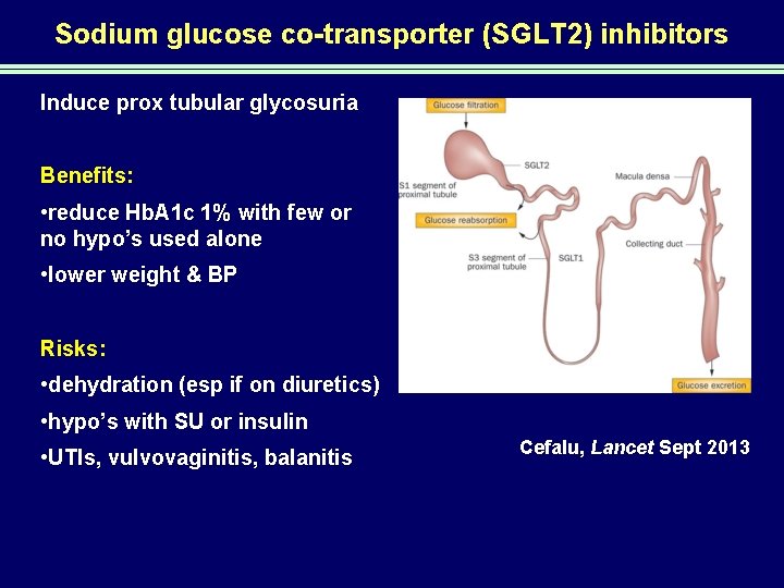 Sodium glucose co-transporter (SGLT 2) inhibitors Induce prox tubular glycosuria Benefits: • reduce Hb.