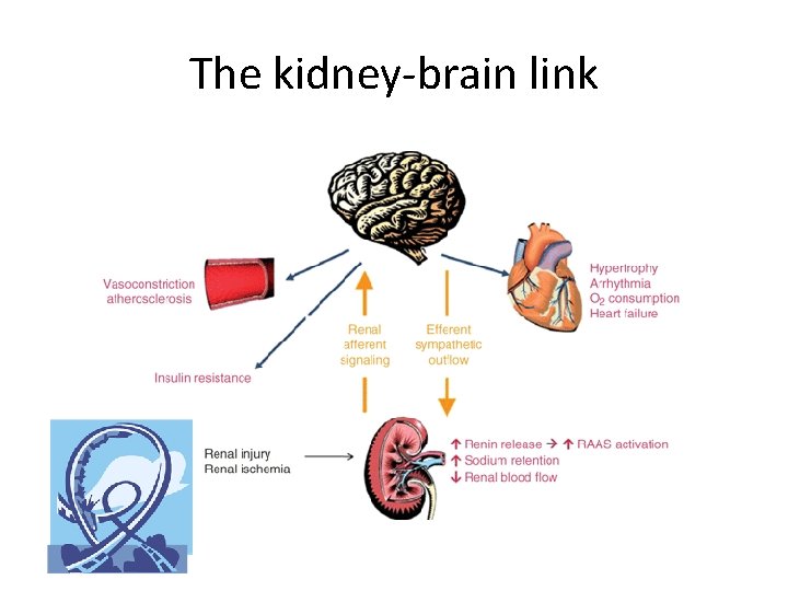 The kidney-brain link 