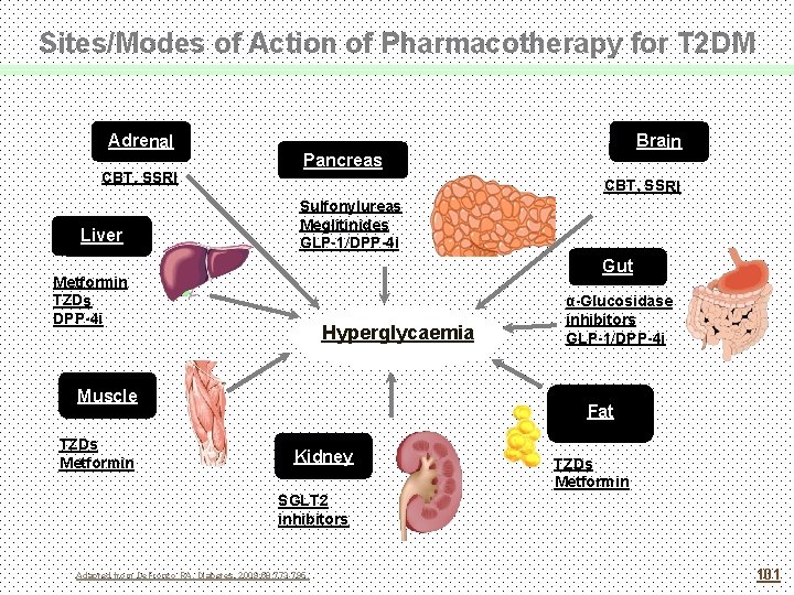 Sites/Modes of Action of Pharmacotherapy for T 2 DM Adrenal CBT, SSRI Liver Brain