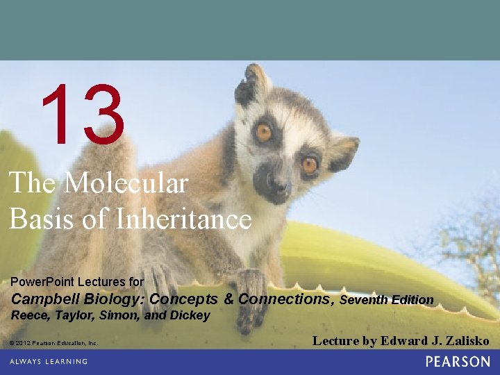 13 The Molecular Basis of Inheritance Power. Point Lectures for Campbell Biology: Concepts &