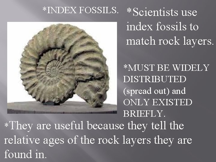 *INDEX FOSSILS. *They *Scientists use index fossils to match rock layers. *MUST BE WIDELY