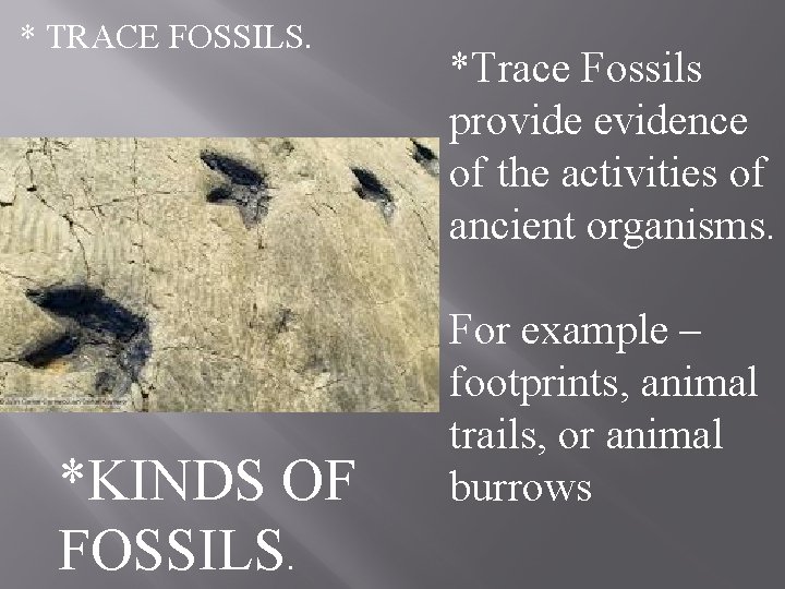 * TRACE FOSSILS. *KINDS OF FOSSILS. *Trace Fossils provide evidence of the activities of