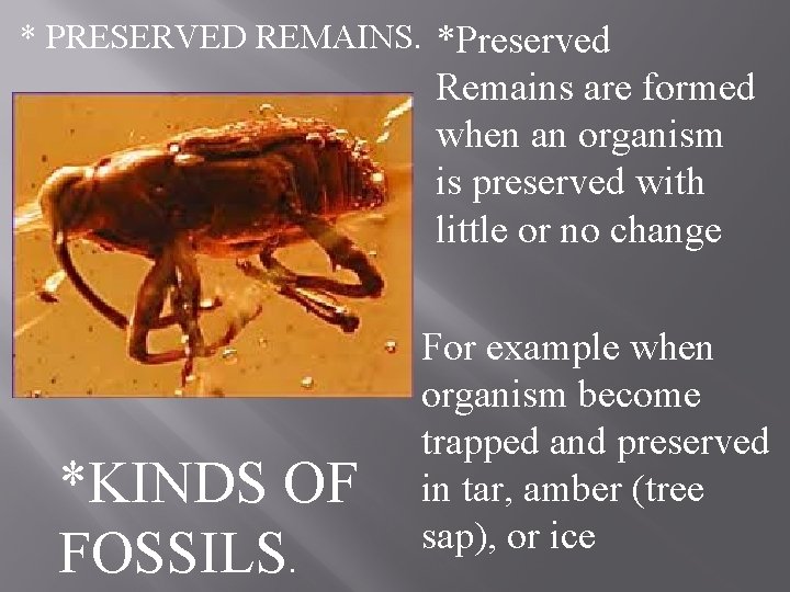 * PRESERVED REMAINS. *Preserved Remains are formed when an organism is preserved with little