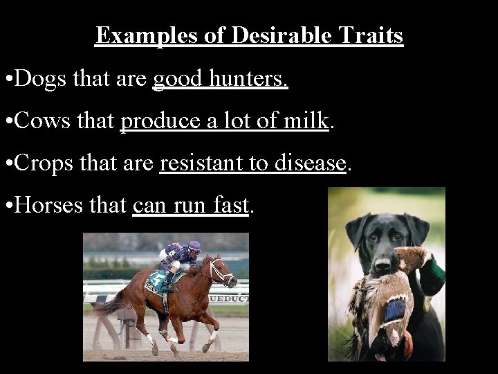 Examples of Desirable Traits • Dogs that are good hunters. • Cows that produce