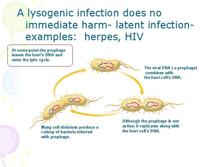 A lysogenic infection does no immediate harm- latent infectionexamples: herpes, HIV At some point-the