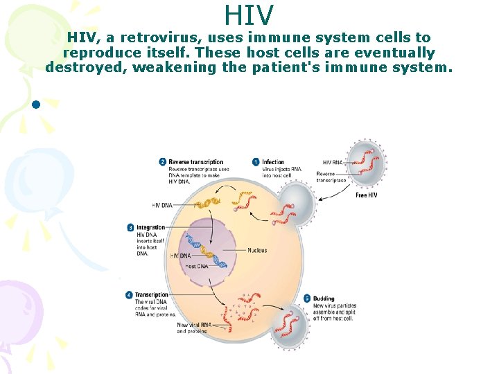 HIV HIV, a retrovirus, uses immune system cells to reproduce itself. These host cells