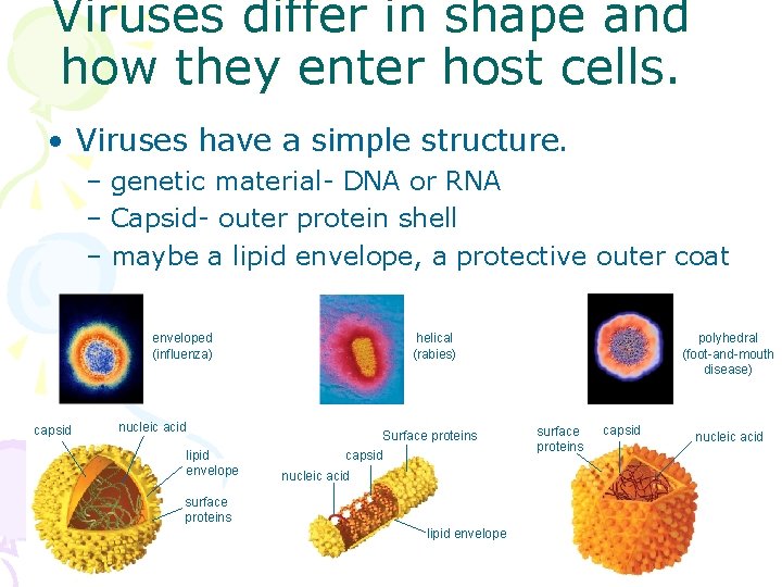 Viruses differ in shape and how they enter host cells. • Viruses have a