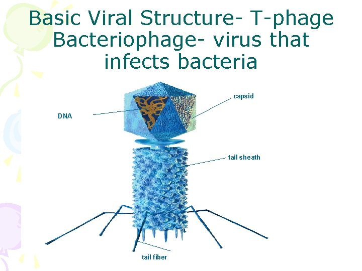 Basic Viral Structure- T-phage Bacteriophage- virus that infects bacteria capsid DNA tail sheath tail