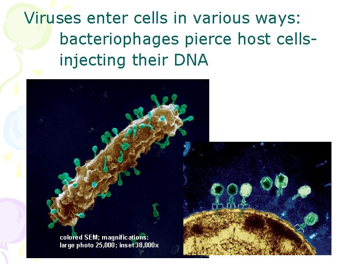 Viruses enter cells in various ways: bacteriophages pierce host cellsinjecting their DNA colored SEM;