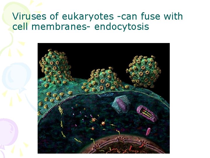 Viruses of eukaryotes -can fuse with cell membranes- endocytosis 