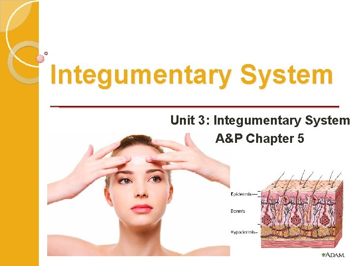 Integumentary System Unit 3: Integumentary System A&P Chapter 5 