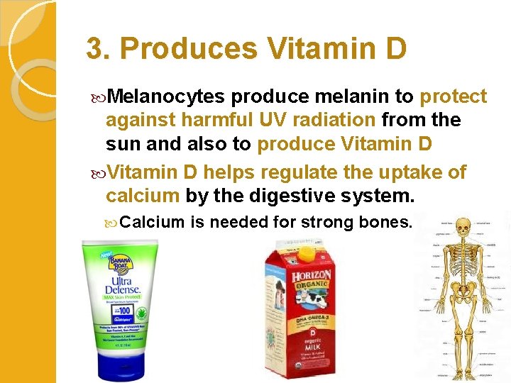 3. Produces Vitamin D Melanocytes produce melanin to protect against harmful UV radiation from