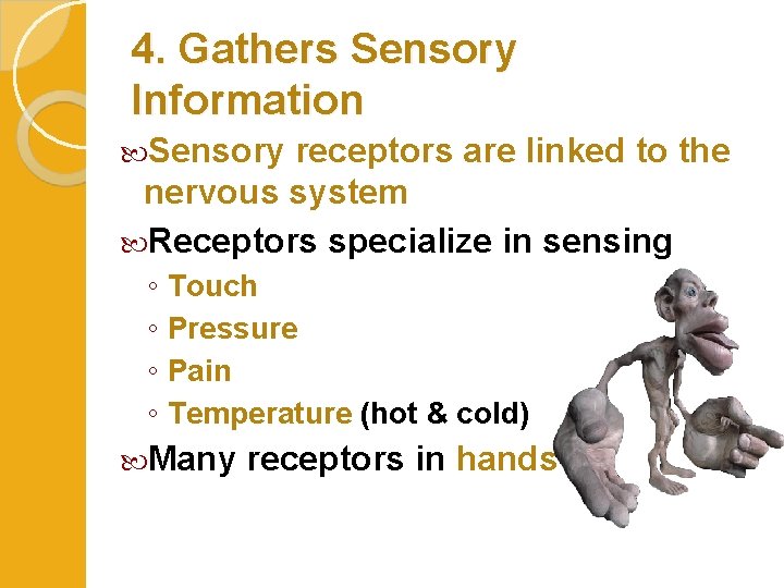 4. Gathers Sensory Information Sensory receptors are linked to the nervous system Receptors specialize