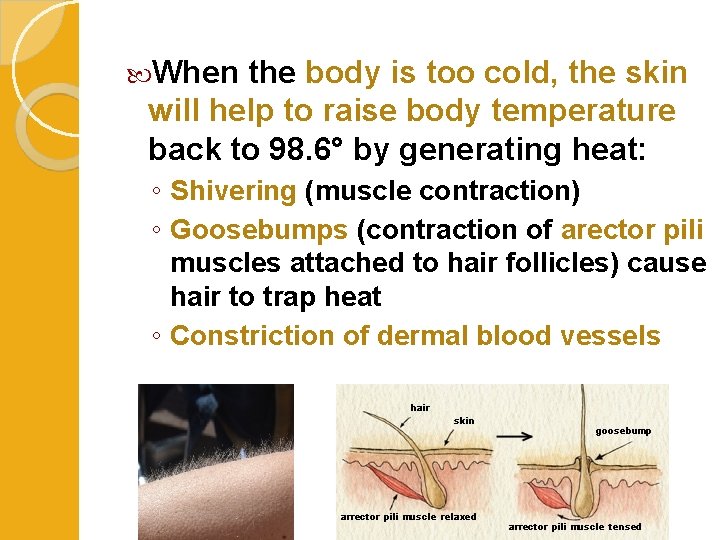  When the body is too cold, the skin will help to raise body