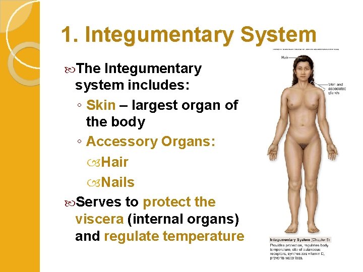 1. Integumentary System The Integumentary system includes: ◦ Skin – largest organ of the