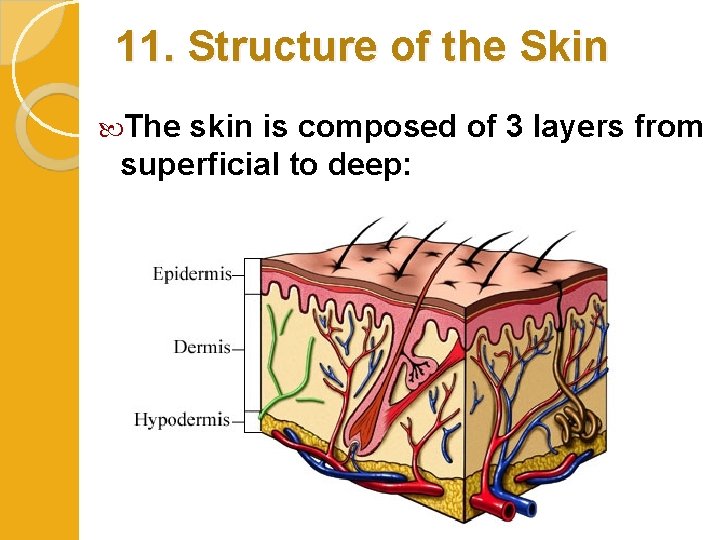 11. Structure of the Skin The skin is composed of 3 layers from superficial