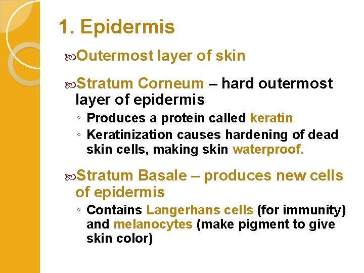 1. Epidermis Outermost layer of skin Stratum Corneum – hard outermost layer of epidermis