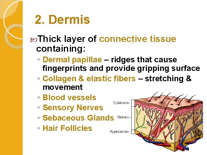 2. Dermis Thick layer of connective tissue containing: ◦ Dermal papillae – ridges that