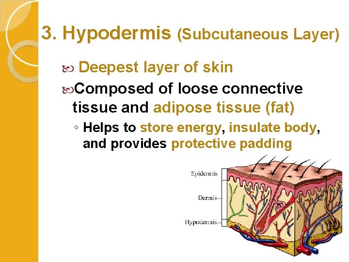 3. Hypodermis (Subcutaneous Layer) Deepest layer of skin Composed of loose connective tissue and
