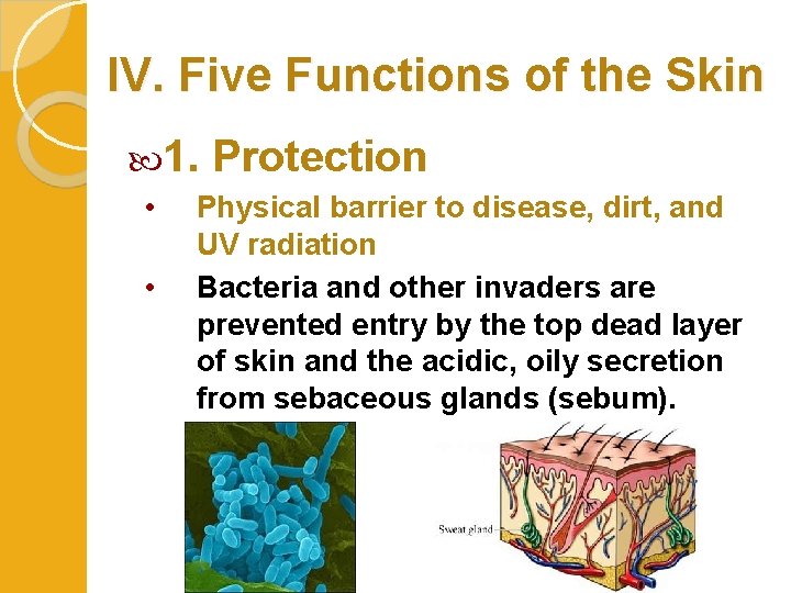IV. Five Functions of the Skin 1. • • Protection Physical barrier to disease,