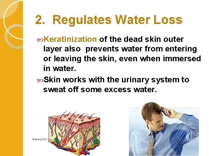 2. Regulates Water Loss Keratinization of the dead skin outer layer also prevents water