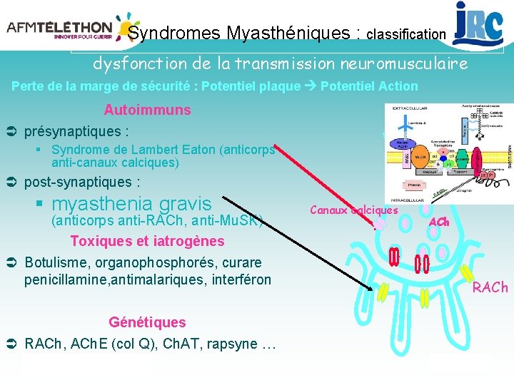 Syndromes Myasthéniques : classification dysfonction de la transmission neuromusculaire Perte de la marge de