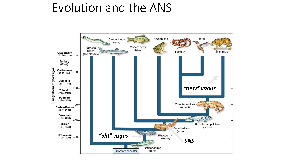 Evolution and the ANS “new” vagus “old” vagus SNS 