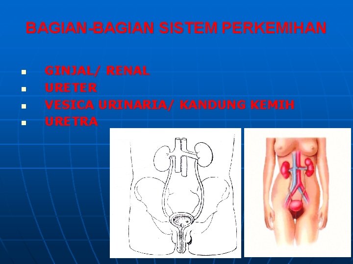 BAGIAN-BAGIAN SISTEM PERKEMIHAN n n GINJAL/ RENAL URETER VESICA URINARIA/ KANDUNG KEMIH URETRA BAGIAN-BAGIAN SISTEM PERKEMIHAN n n GINJAL/ RENAL URETER VESICA URINARIA/ KANDUNG KEMIH URETRA