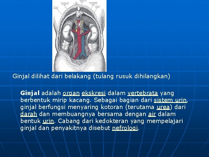 Ginjal dilihat dari belakang (tulang rusuk dihilangkan) Ginjal adalah organ ekskresi dalam vertebrata yang Ginjal dilihat dari belakang (tulang rusuk dihilangkan) Ginjal adalah organ ekskresi dalam vertebrata yang