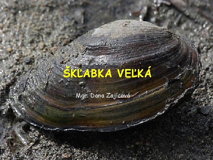 ŠKĽABKA VEĽKÁ Mgr. Dana Zajícová 