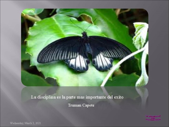 La disciplina es la parte mas importante del exito Truman Capote Wednesday, March 3,