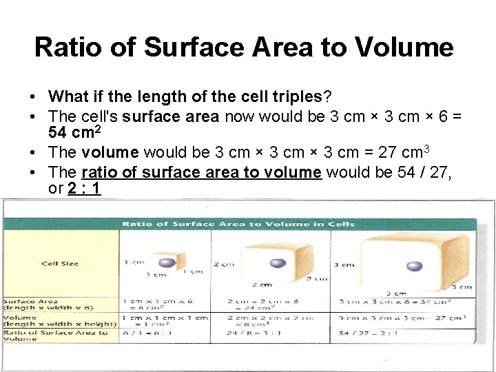 Ratio of Surface Area to Volume • What if the length of the cell