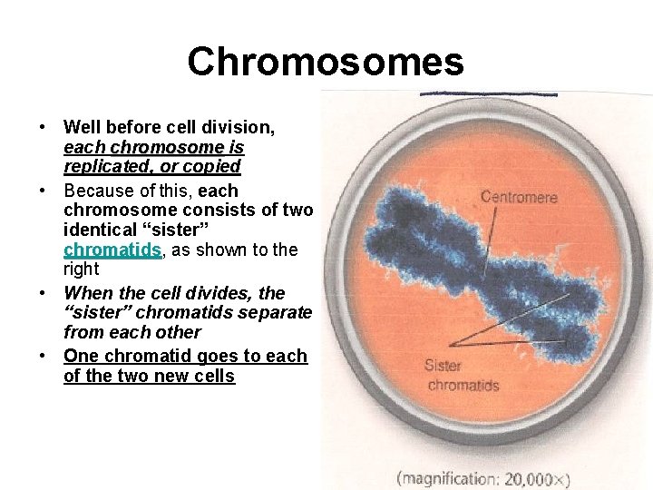 Chromosomes • Well before cell division, each chromosome is replicated, or copied • Because