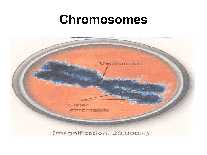 Chromosomes 