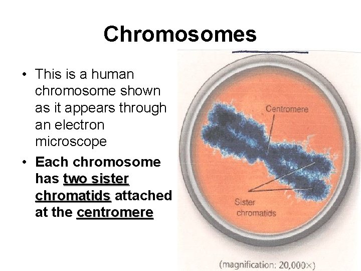 Chromosomes • This is a human chromosome shown as it appears through an electron