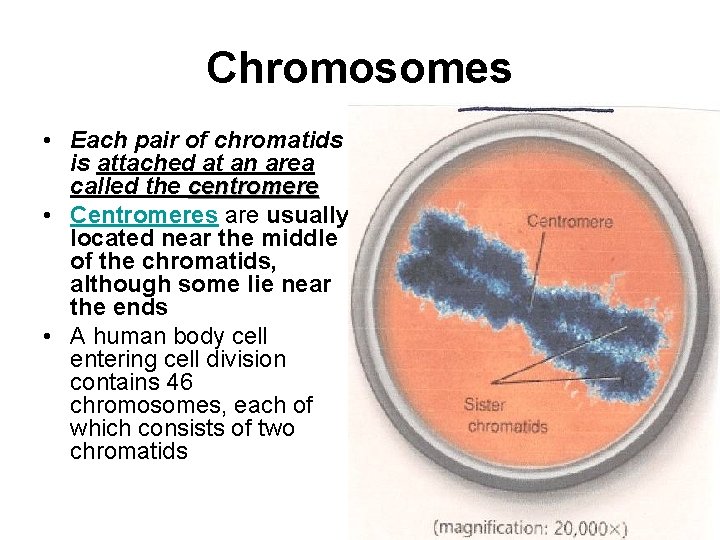 Chromosomes • Each pair of chromatids is attached at an area called the centromere