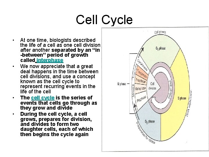 Cell Cycle • • At one time, biologists described the life of a cell