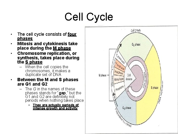 Cell Cycle • • • The cell cycle consists of four phases Mitosis and