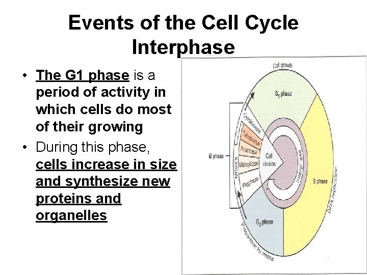 Events of the Cell Cycle Interphase • The G 1 phase is a period