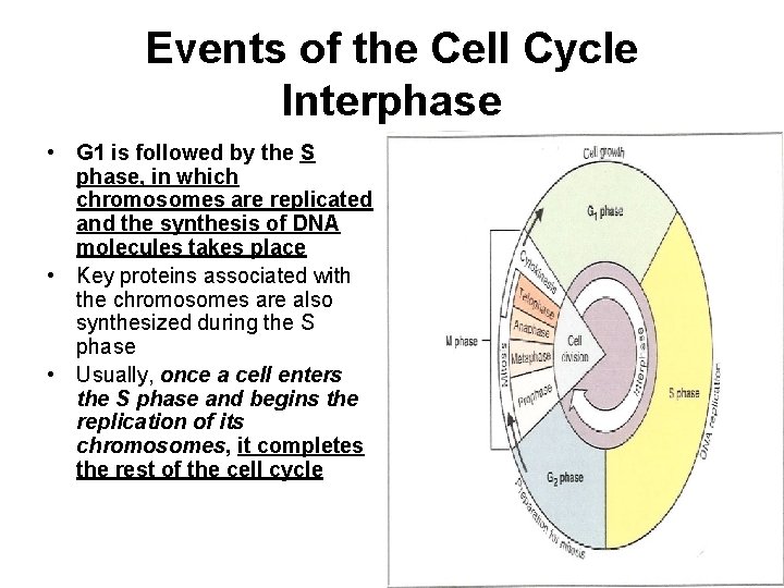 Events of the Cell Cycle Interphase • G 1 is followed by the S