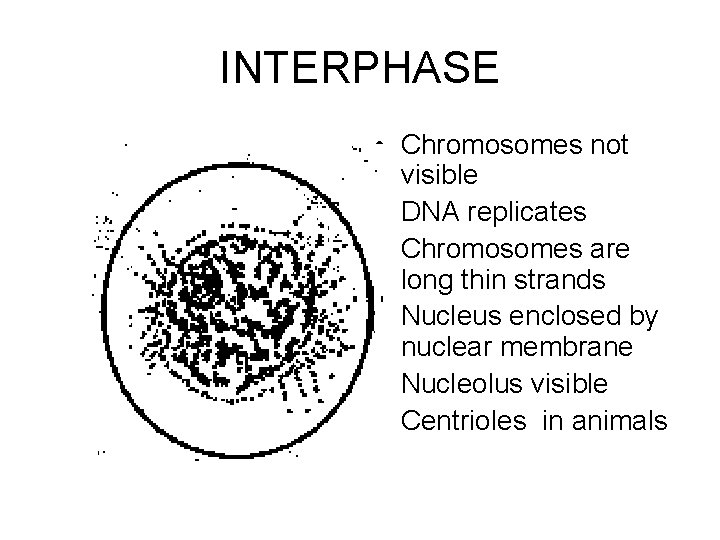 INTERPHASE • Chromosomes not visible • DNA replicates • Chromosomes are long thin strands