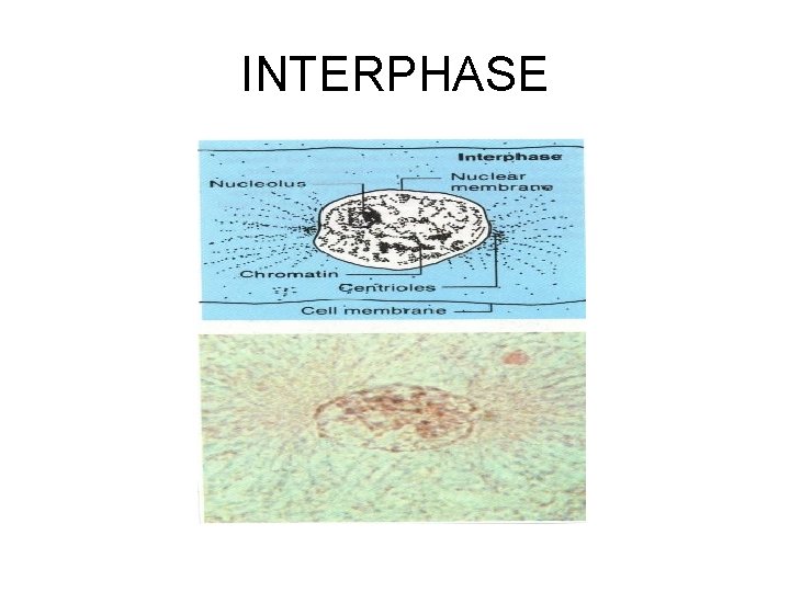 INTERPHASE 