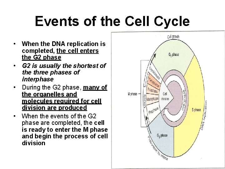 Events of the Cell Cycle • When the DNA replication is completed, the cell
