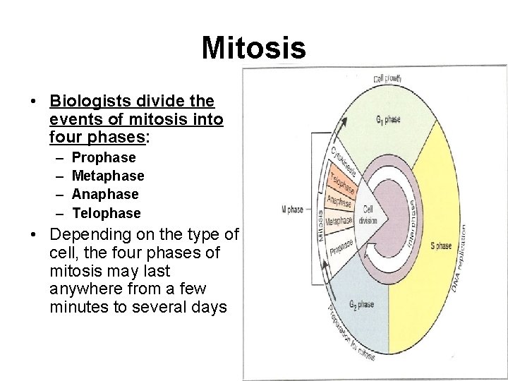 Mitosis • Biologists divide the events of mitosis into four phases: – – Prophase